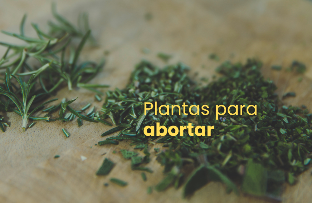 Plantas para abortar: ¿cómo se usan?